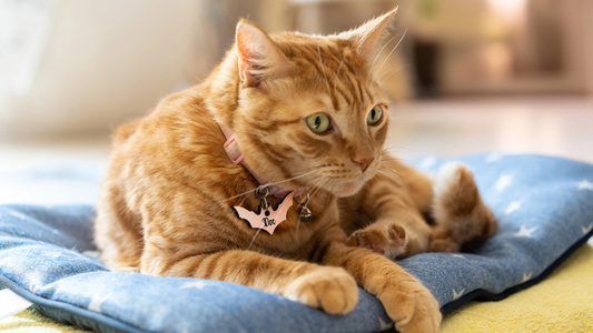 Les accessoires indispensables pour un chien ou un chat heureux (et personnalisés !)