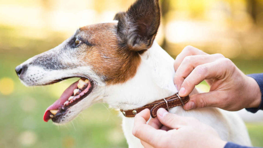 Comment choisir le bon collier personnalisé pour votre chien ou votre chat ?