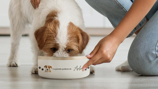 Pourquoi personnaliser les accessoires de votre animal fait toute la différence ?