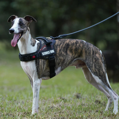 Harnais pour chien patch personnalisé avec poignée